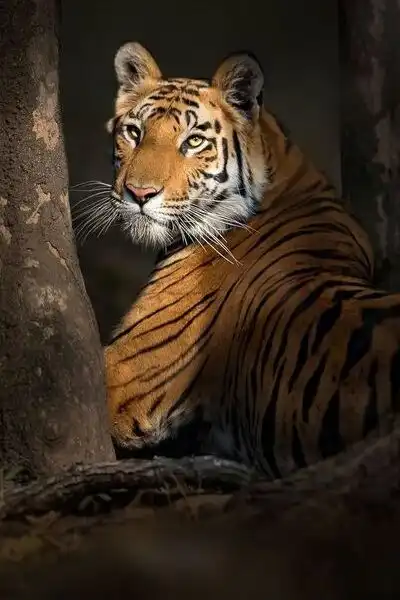 Ranthambore